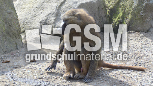 Grüner Pavian (2).jpg